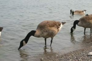 哥们看比赛呢 你搞啥！快船VS奇才的比赛中 直播画面突然变成鹅