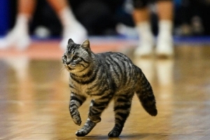小猫闯入赛场！四川男篮：场馆周边流浪猫误入 将进行妥善安置